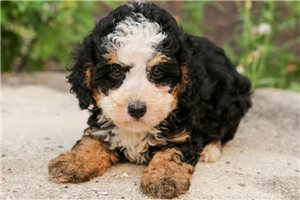 Heath - puppy for sale