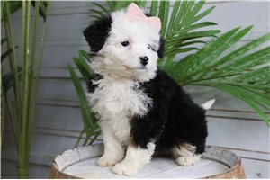 Gabby - puppy for sale