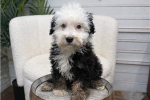 Leonardo - Bernedoodle, Mini for sale