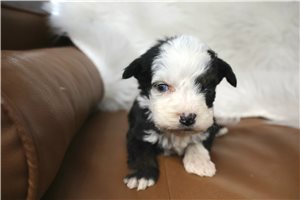 Lester - puppy for sale