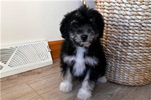 Orchid - Bernedoodle, Mini for sale