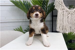 Peaches - puppy for sale