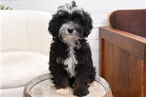 Moana - Bernedoodle, Mini for sale