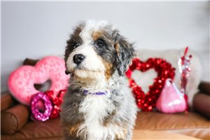 Georgia - Bernedoodle, Mini for sale
