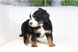 Antoinette - puppy for sale