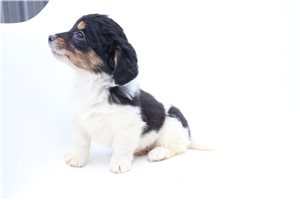 Piper - Bernedoodle, Mini for sale