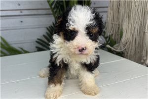 Francesca - Bernedoodle, Mini for sale