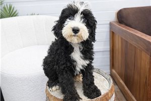 Murphy - Bernedoodle, Mini for sale