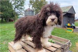 Bristol - puppy for sale