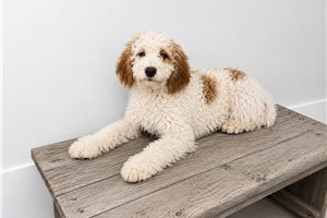 Kyle - Bernedoodle, Mini for sale