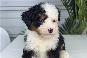 Flynn - puppy for sale