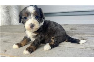 Toby - puppy for sale