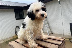 Helena - Bernedoodle, Mini for sale