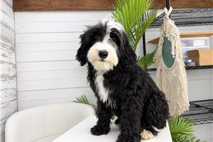 Murphy - Bernedoodle, Mini for sale