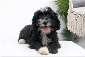 Moana - puppy for sale