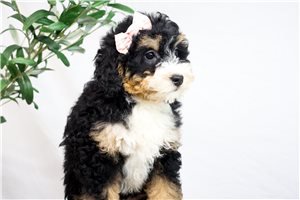 Keisha - Bernedoodle, Mini for sale