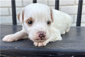 Galen - Goldendoodle, Mini for sale