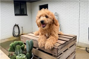 Gerald - puppy for sale