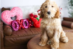 Forge - Goldendoodle, Mini for sale