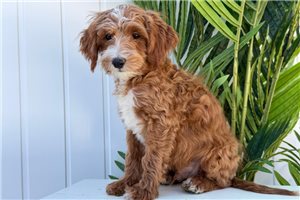 Morty - puppy for sale