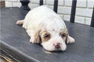 Cleo - Goldendoodle, Mini for sale