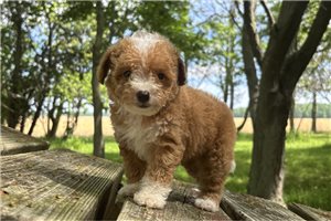 Dasha - puppy for sale