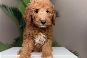 Foxtrot - puppy for sale