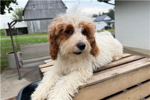 Cleo - puppy for sale