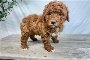 Ryder - Goldendoodle, Mini for sale