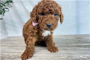 Rhea - Goldendoodle, Mini for sale