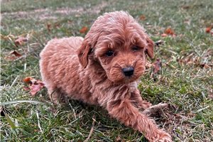 Joanna - puppy for sale