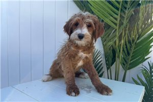 Milo - puppy for sale