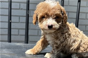 Donovan - puppy for sale