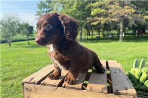 Inez - Mini Goldendoodle for sale