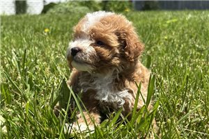 Darius - Goldendoodle, Mini for sale