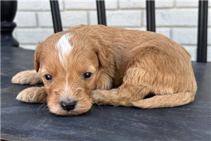 Glen - puppy for sale