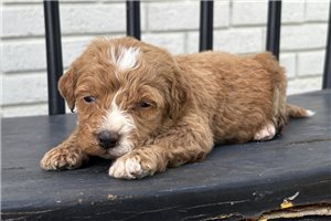 Cricket - Goldendoodle, Mini for sale