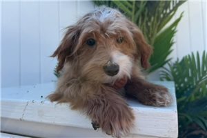 Mikayla - puppy for sale