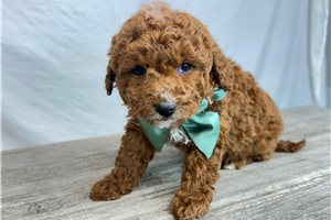Ruby - Goldendoodle, Mini for sale