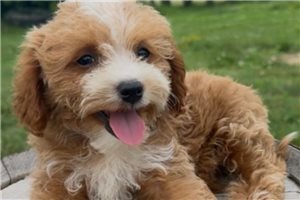 Darius - Mini Goldendoodle for sale
