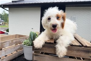 Giselle - Mini Goldendoodle for sale