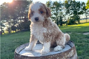 Gregory - puppy for sale