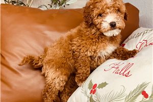 Foster - puppy for sale