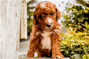 Koleman - puppy for sale