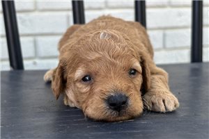 Gerald - puppy for sale