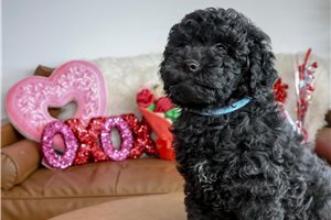 Hank - Goldendoodle, Mini for sale