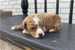 Carter - Goldendoodle, Mini for sale