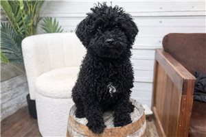 Hank - Goldendoodle, Mini for sale