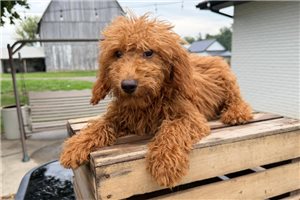 Cider - puppy for sale