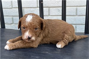 Ginny - Goldendoodle, Mini for sale